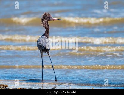 Ein rötlicher Egret (Egretta rufescens) im Zuchtgefieder. Texas, USA. Stockfoto