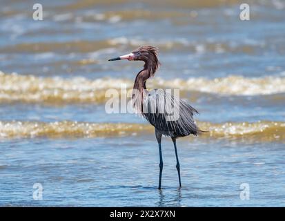 Ein rötlicher Egret (Egretta rufescens) im Zuchtgefieder. Texas, USA. Stockfoto