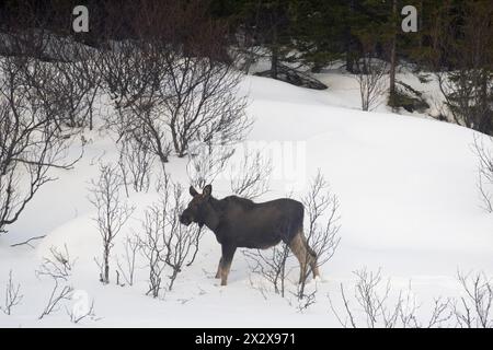 31.03.2023, Andenes, Nordland, Norwegen - Elchkuh steht im Schnee. 00S230331D224CAROEX.JPG [MODELLVERSION: NICHT ZUTREFFEND, EIGENSCHAFTSFREIGABE: NEIN ( Stockfoto