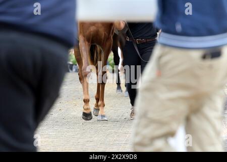 01.09.2023, Iffezheim, Baden-Wuerttemberg, Deutschland - Nahaufnahme: Pferde werden im Fahrerring präsentiert. 00S230901D796CAROEX.JPG [MODELLVERSION: NEIN, P Stockfoto