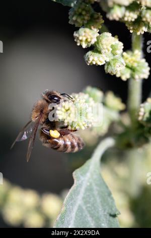 09.09.2023, Berlin, Berlin, Deutschland - Honigbiene sammelt Pollen aus den Blüten der Lacecap. 00S230909D008CAROEX.JPG [MODELLVERSION: NICHT ZUTREFFEND Stockfoto