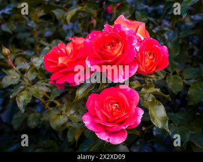 Leuchtende rosa und orange Rosen (Rosa) blühen im Gage Park, Hamilton, Ontario. Stockfoto