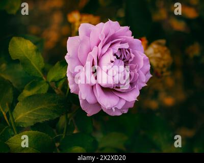 Lavendel Hybrid Tee Rose „Blue Moon“ (Rosa „Mainzer Fastnacht“) in voller Blüte Stockfoto
