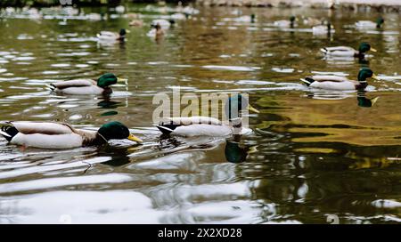 Männliche Stockenten schwimmen im Goodacre Lake im Beacon Hill Park, Victoria, BC, mit anderen Enten im Hintergrund und Licht reflektiert vom Wasser Stockfoto