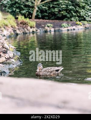 Eine weibliche Stockente schwimmt im Goodacre Lake im Beacon Hill Park, Victoria, BC. Stockfoto