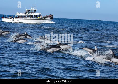 Moss Landing, Usa. April 2024. Das Walbeobachtungsschiff „The Sea Wolf II“ bringt Kunden dazu, eine Schar pazifischer Weißseidendelfine (Lagenorhynchus obliquidens) im Abschnitt des Pazifischen Ozeans in der Monterey Bay nahe Moss Landing zu beobachten. (Foto: Gabe Ginsberg/SOPA Images/SIPA USA) Credit: SIPA USA/Alamy Live News Stockfoto