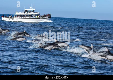 Moss Landing, Kalifornien, USA. April 2024. Das Walbeobachtungsschiff „The Sea Wolf II“ bringt Kunden dazu, eine Gruppe von pazifischen Weißseidendelfinen (Lagenorhynchus obliquidens) im Abschnitt der Monterey Bay des Pazifischen Ozeans nahe Moss Landing zu beobachten. (Credit Image: © Gabe Ginsberg/SOPA Images via ZUMA Press Wire) NUR REDAKTIONELLE VERWENDUNG! Nicht für kommerzielle ZWECKE! Stockfoto