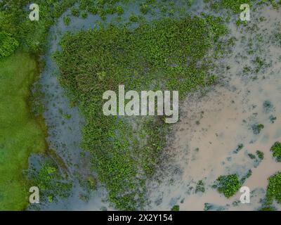 Kleiner Sumpf im Fluss Ribeirao Sao Joao in Itaja Goias Stockfoto