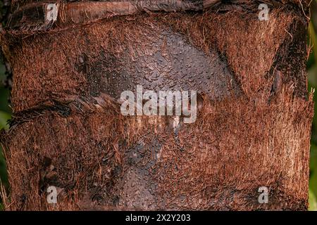 Der Stamm der buriti-Palme aus nächster Nähe Stockfoto