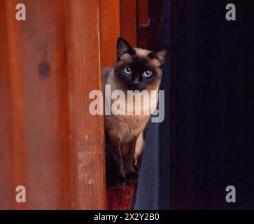 Katze schaut in die Kamera Stockfoto