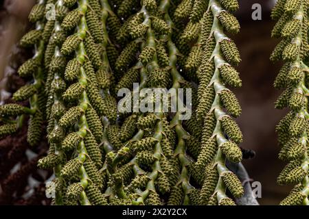 Blüten der buriti-Palme mit selektiver Fokussierung Stockfoto