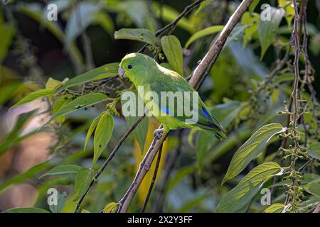 Tiermännlicher Kobaltpappenvogel der Art Forpus xanthopterygius Stockfoto
