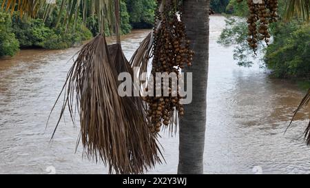 Luftbild der Früchte der buriti-Palme Stockfoto