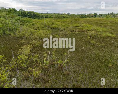 Kleiner Sumpf im Fluss Ribeirao Sao Joao in Itaja Goias Stockfoto