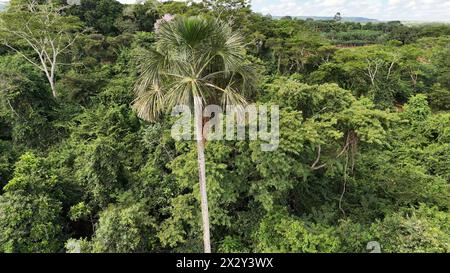 Luftbild der Früchte der buriti-Palme Stockfoto