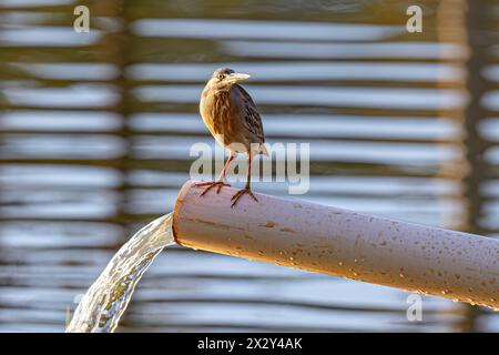 Streifenreiher-Vogel der Art Butorides striata Stockfoto