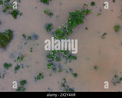 Kleiner Sumpf im Fluss Ribeirao Sao Joao in Itaja Goias mit weißen Reihern Stockfoto