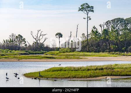 Spoonbill Pond am Boneyard Beach am nördlichen Ende der Big Talbot Island (direkt gegenüber von Amelia Island) in Jacksonville, Florida. (USA) Stockfoto