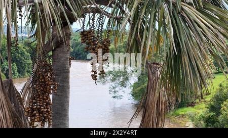 Luftbild der Früchte der buriti-Palme Stockfoto