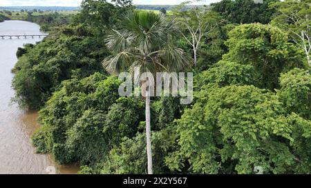 Luftbild der Früchte der buriti-Palme Stockfoto