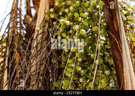 Königin Palme Früchte der Art Syagrus romanzoffiana Stockfoto