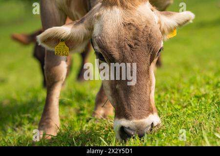 Jersey Cow weidet auf alpinen Wiesen. Kühe bei Sonnenuntergang. Kuh auf einer grünen Graswiese. Kühe schauen auf das grüne Feld. Bauernhof auf dem Land mit Kühen auf der Wiese Stockfoto