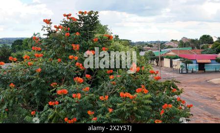 Afrikanische Tulpenbaumblüten der Art Spathodea campanulata Stockfoto