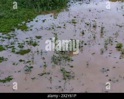 Kleiner Sumpf im Fluss Ribeirao Sao Joao in Itaja Goias mit weißen Reihern Stockfoto