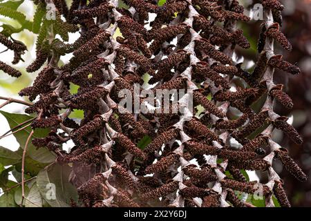 Blüten der buriti-Palme mit selektiver Fokussierung Stockfoto