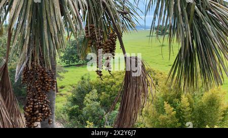 Luftbild der Früchte der buriti-Palme Stockfoto