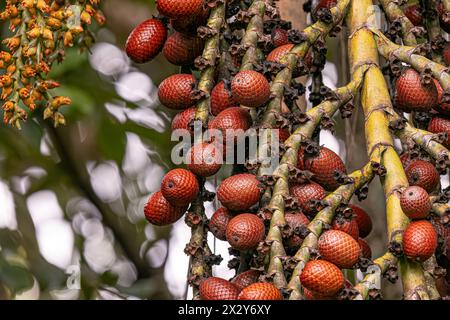 Früchte der Buriti-Palme mit selektivem Fokus Stockfoto