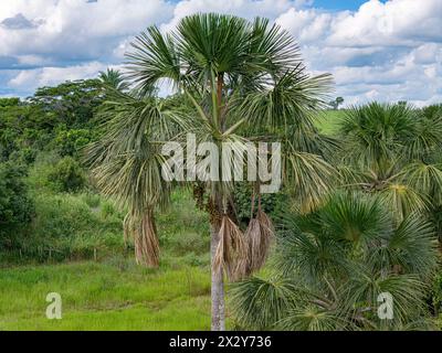 Luftbild der Früchte der buriti-Palme Stockfoto