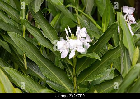 Die Weiße Ingwerblüte der Art Hedychium coronarium Stockfoto