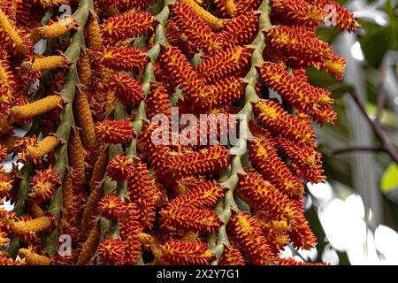 Blüten der buriti-Palme mit selektiver Fokussierung Stockfoto