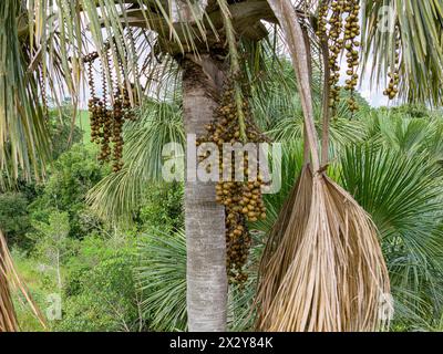 Luftbild der Früchte der buriti-Palme Stockfoto