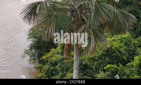 Luftbild der Früchte der buriti-Palme Stockfoto