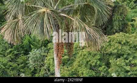 Luftbild der Früchte der buriti-Palme Stockfoto