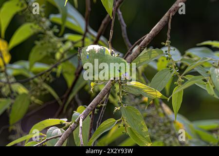 Tiermännlicher Kobaltpappenvogel der Art Forpus xanthopterygius Stockfoto