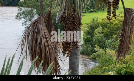 Luftbild der Früchte der buriti-Palme Stockfoto