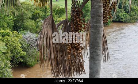 Luftbild der Früchte der buriti-Palme Stockfoto