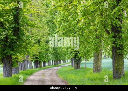 Denkmalgeschützte Allee mit alten Bäumen Weißer Rosskastanie Aesculus hippocastanum im Hermsdorf, Ottendorf-Ockrilla, Sachsen, Deutschland *** aufgeführt Stockfoto