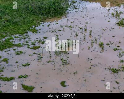 Kleiner Sumpf im Fluss Ribeirao Sao Joao in Itaja Goias mit weißen Reihern Stockfoto