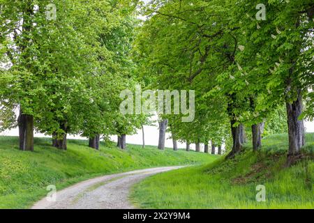 Denkmalgeschützte Allee mit alten Bäumen Weißer Rosskastanie Aesculus hippocastanum im Hermsdorf, Ottendorf-Ockrilla, Sachsen, Deutschland *** aufgeführt Stockfoto