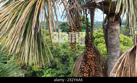 Luftbild der Früchte der buriti-Palme Stockfoto