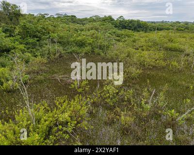 Kleiner Sumpf im Fluss Ribeirao Sao Joao in Itaja Goias Stockfoto