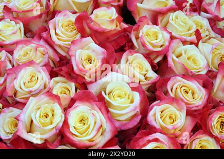 Nahaufnahme von hellen Haufen frisch geschnittener schöner rot-gelber Rosen. Stockfoto