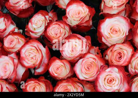 Nahaufnahme von hellen Haufen frisch geschnittener großer, schöner weiß-roter Rosen. Stockfoto