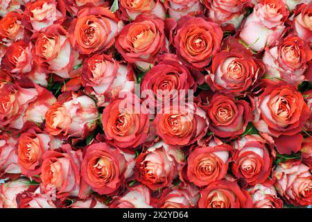 Nahaufnahme von hellen Haufen frisch geschnittener großer, schöner roter Rosen. Stockfoto