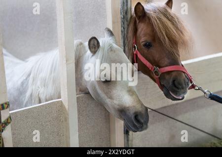 Zwei Pony stehen im Stall Stockfoto