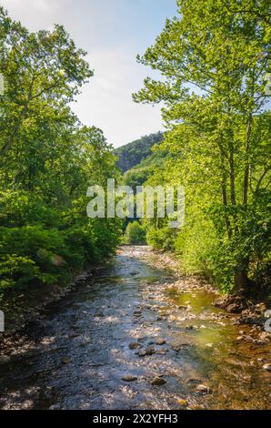 Hohe Platanenartige Bäume lehnen sich über einen felsigen Fluss, der auf einen bewaldeten Kamm nahe Seneca Rocks, Monongahela National Forest, West Virginia, zuströmt. Stockfoto